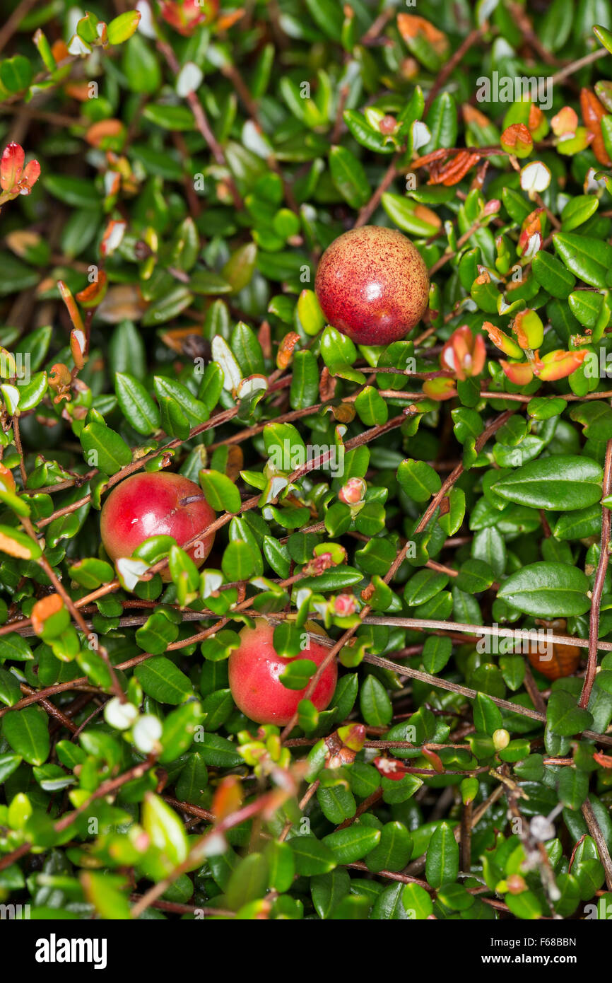 Wild Cranberry, small cranberry, bog cranberry, fruit, Moosbeere, Moos-Beere, Früchte, Vaccinium oxycoccos, Oxycoccus palustris Stock Photo