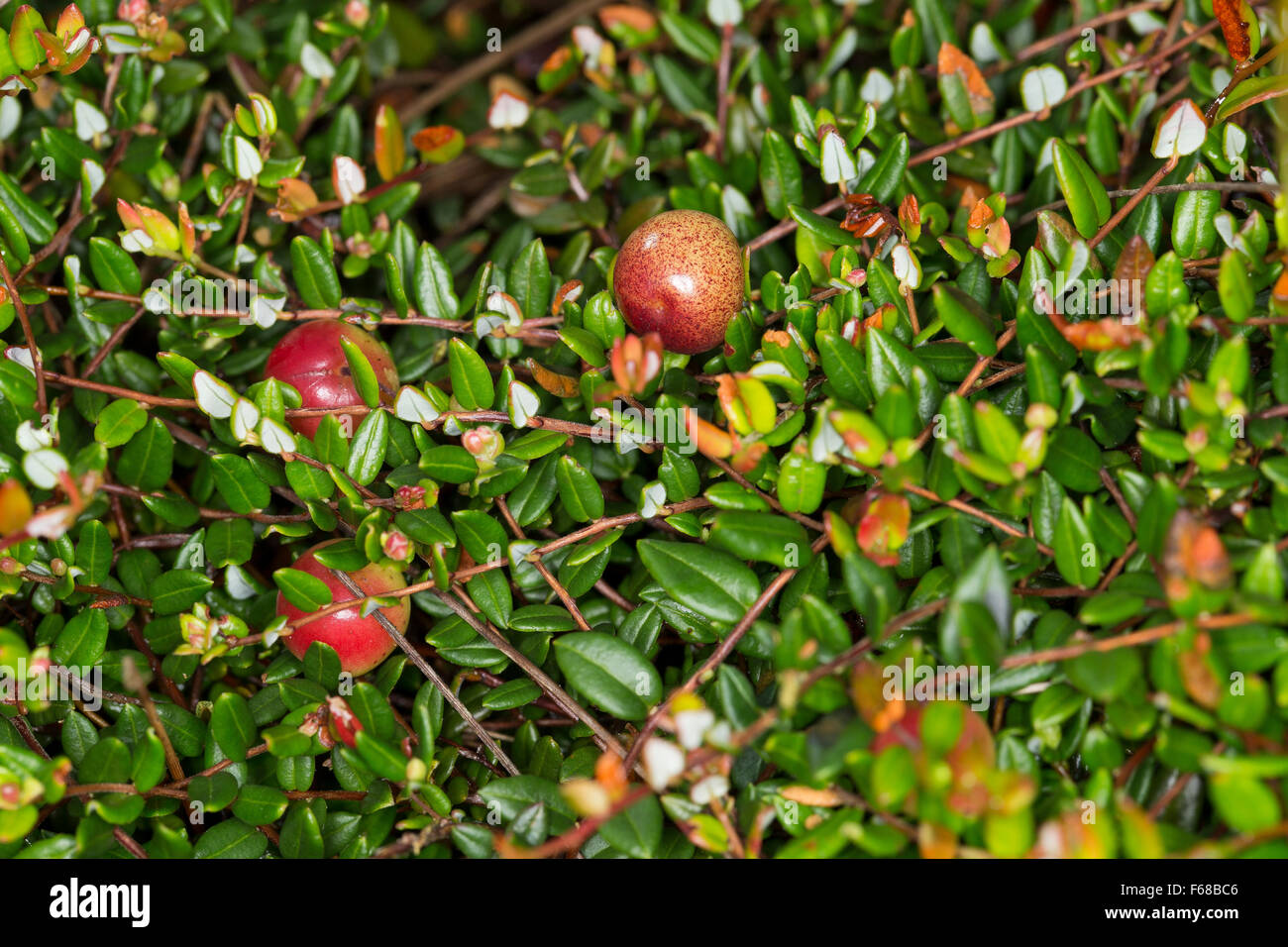 Wild Cranberry, small cranberry, bog cranberry, fruit, Moosbeere, Moos