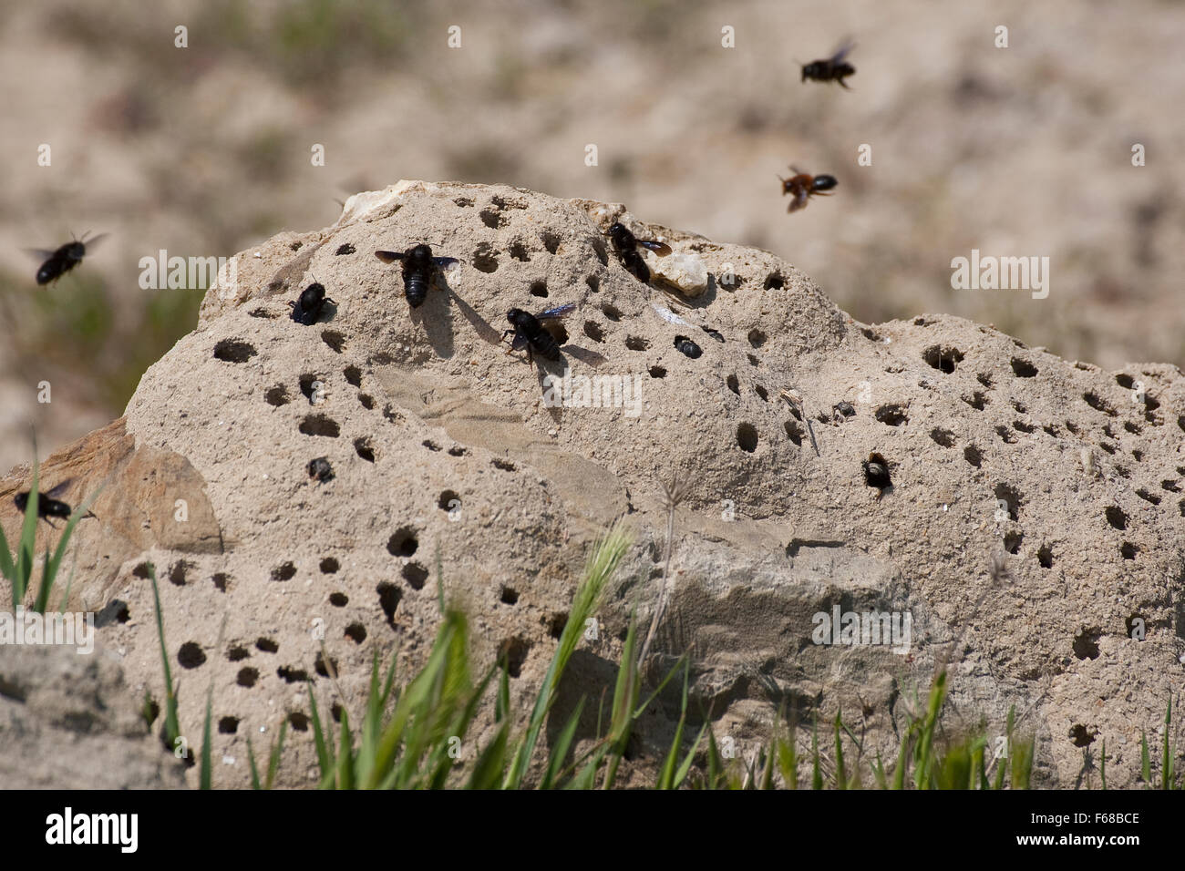Wall bee, mason bee, Mortar bee, Schwarze Mörtelbiene, Megachile