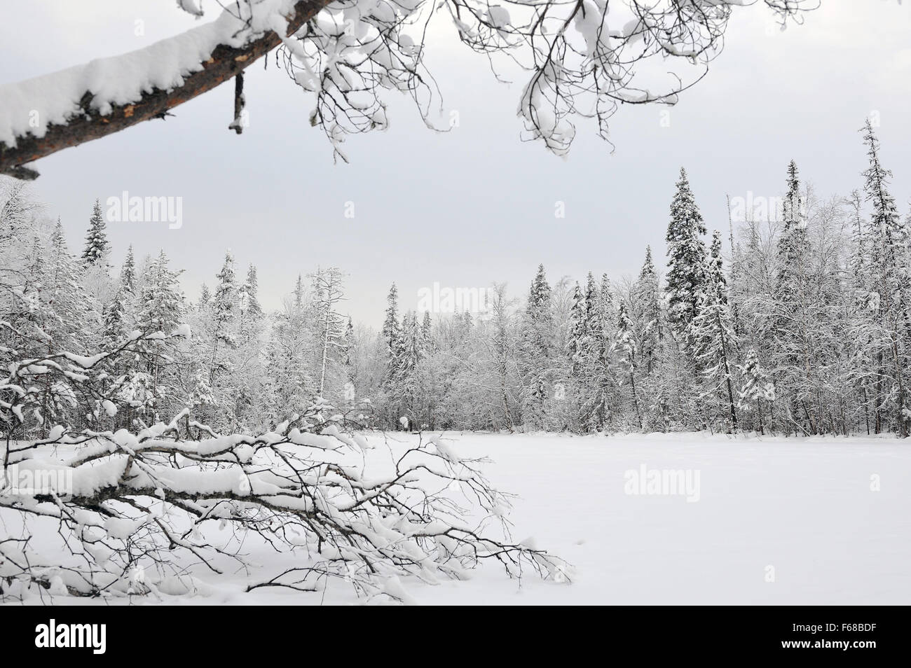 Taiga lake in early winter with snow and hoarfrost. Stock Photo