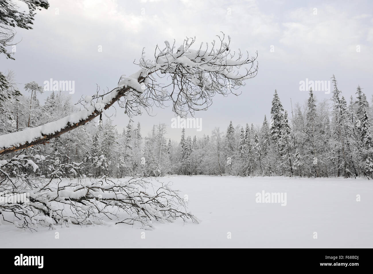 Taiga lake in early winter with snow and hoarfrost. Stock Photo