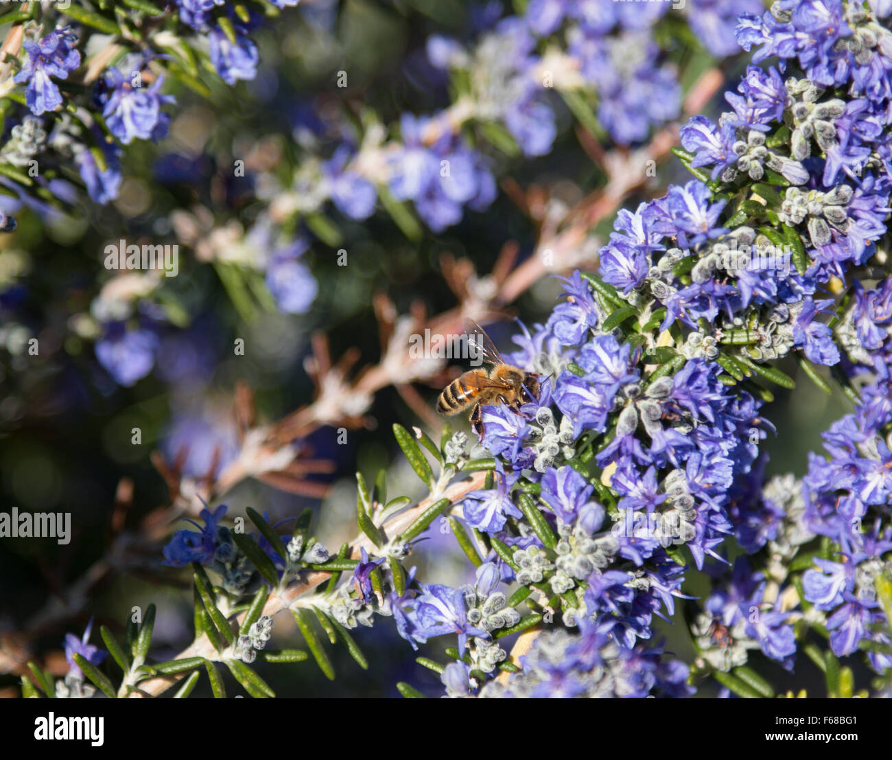 A bee on rosemary flowers Stock Photo Alamy