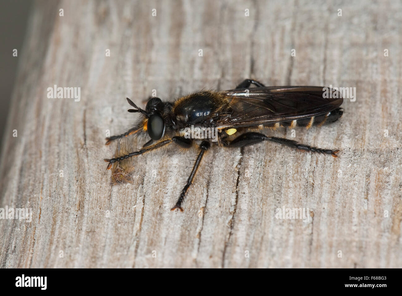 robberfly-robberflies-gemeine-mordfliege-raubfliege-m-nnchen
