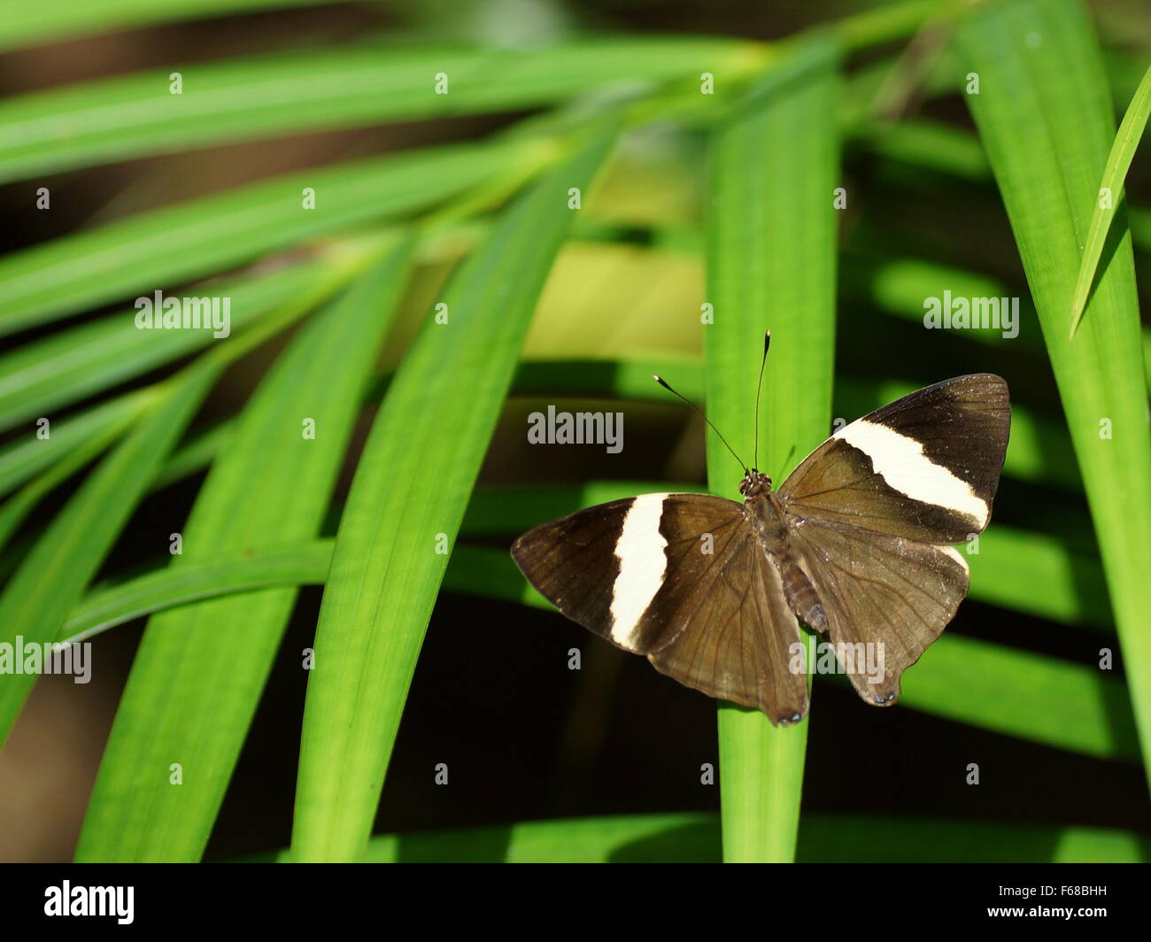 Butterfly with open wings. Colobura dirce Stock Photo