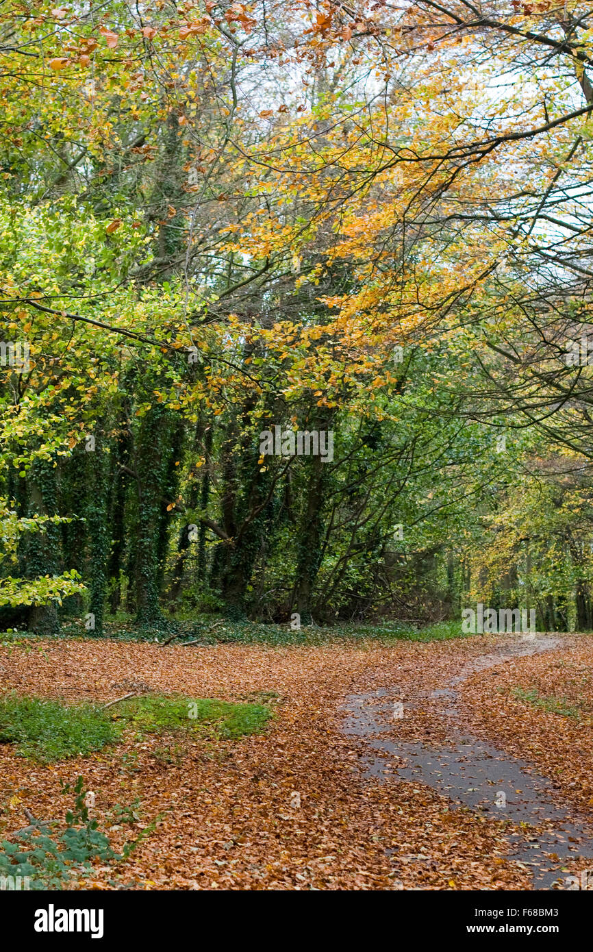 Changing tree in the Fall/Autumn in England Stock Photo - Alamy