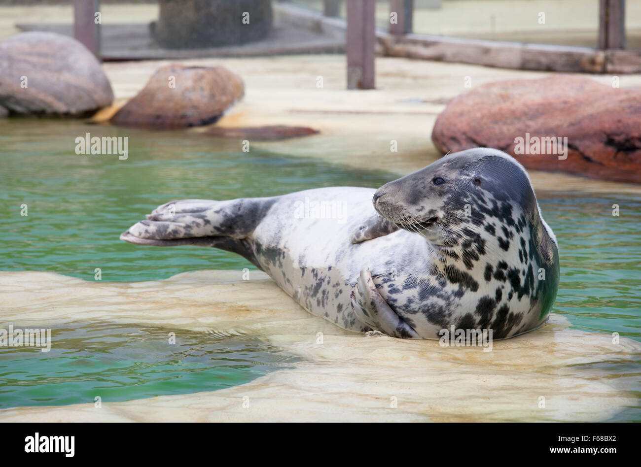 a gray seal lying in a breeding station at the poolside Stock Photo