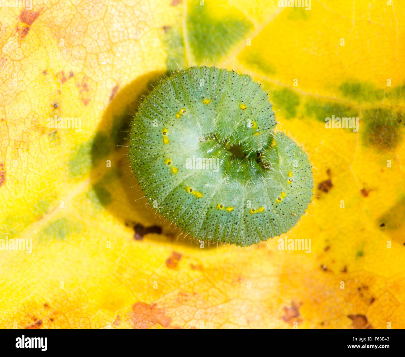 Macro of a green caterpillar of a butterfly Stock Photo - Alamy