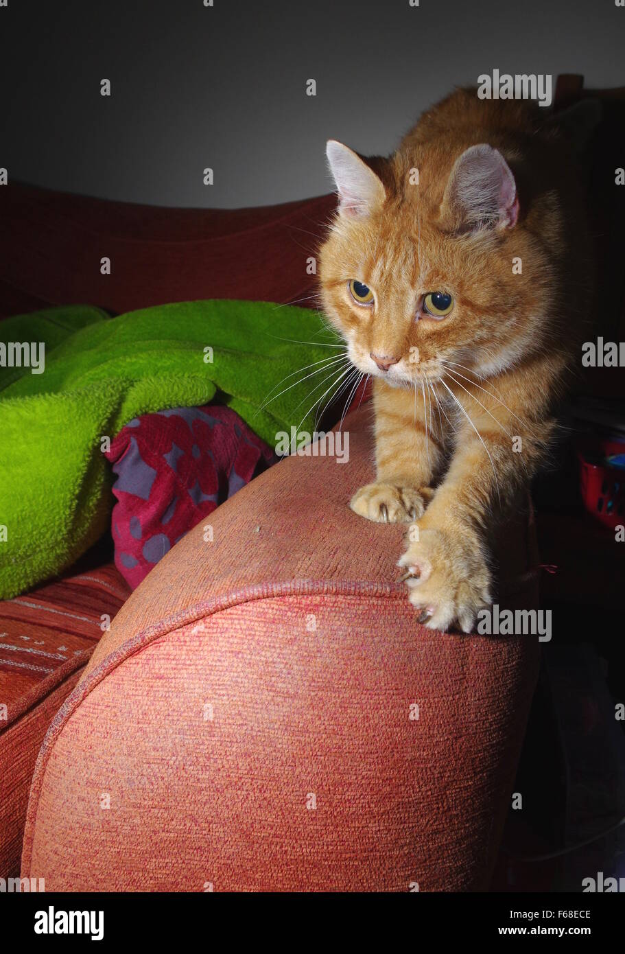 Cat clawing furniture hires stock photography and images Alamy