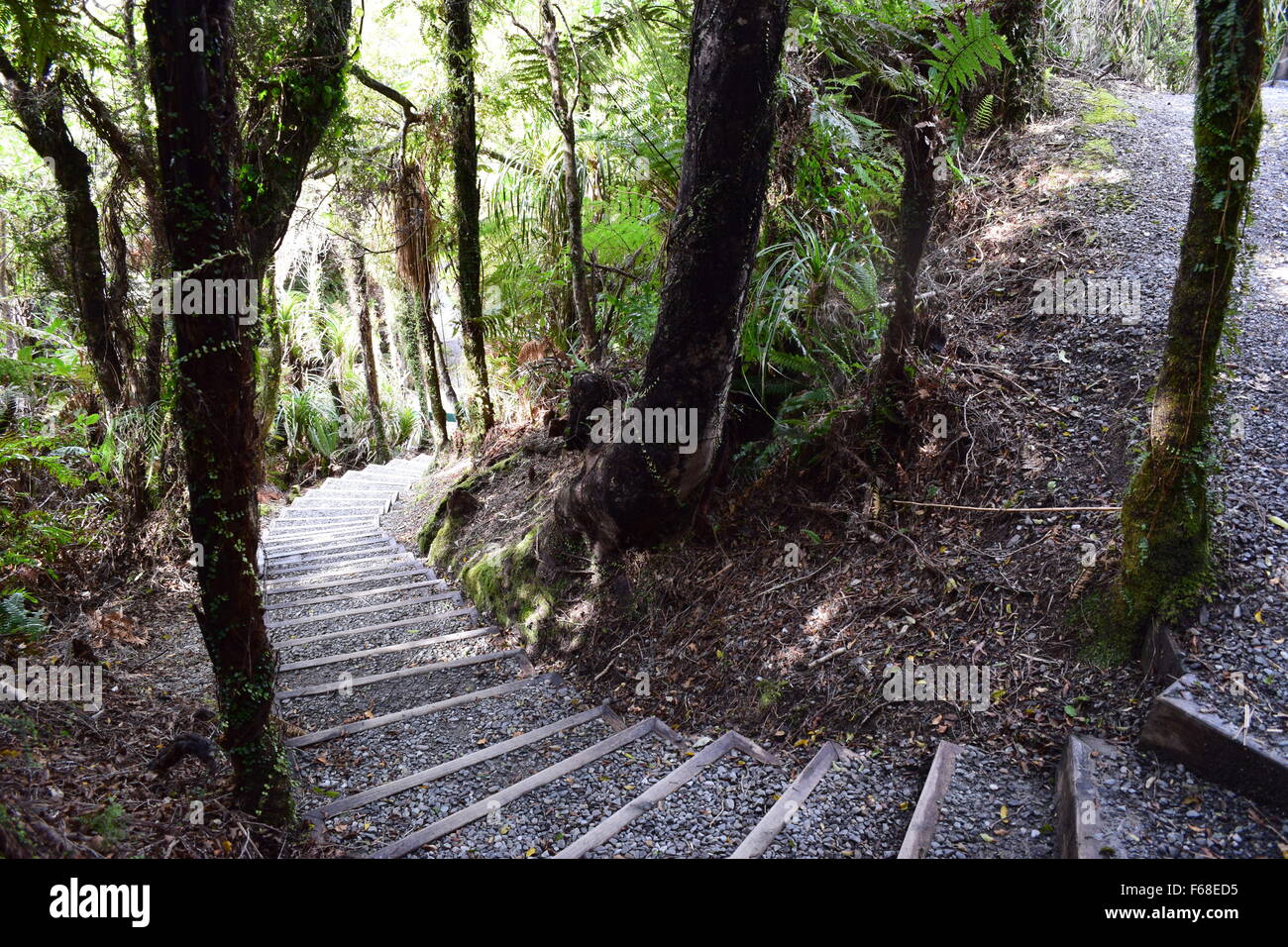 Winding stairs leading through the forest walk at Ship Creek, New Zealand, West Coast Stock Photo