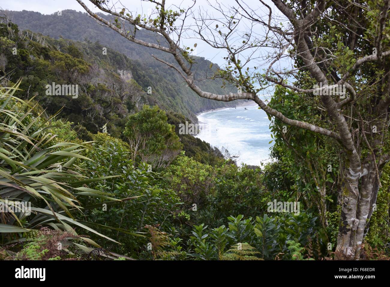 Lush green trees, plants and foliage on the west coast of New Zealand Stock Photo