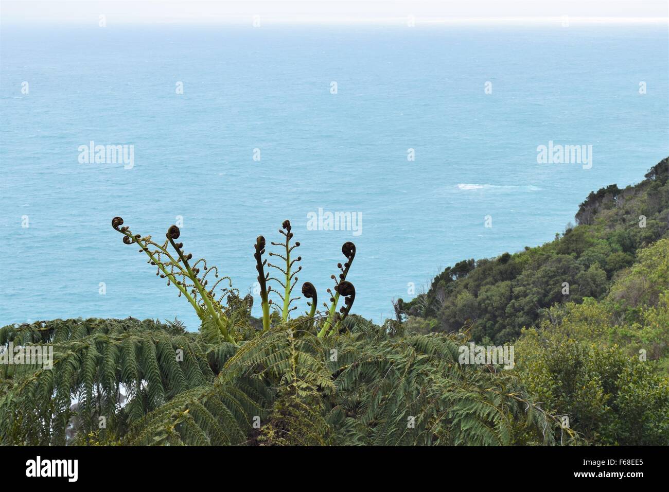lush west coast beach plant with the south pacific ocean in the background Stock Photo