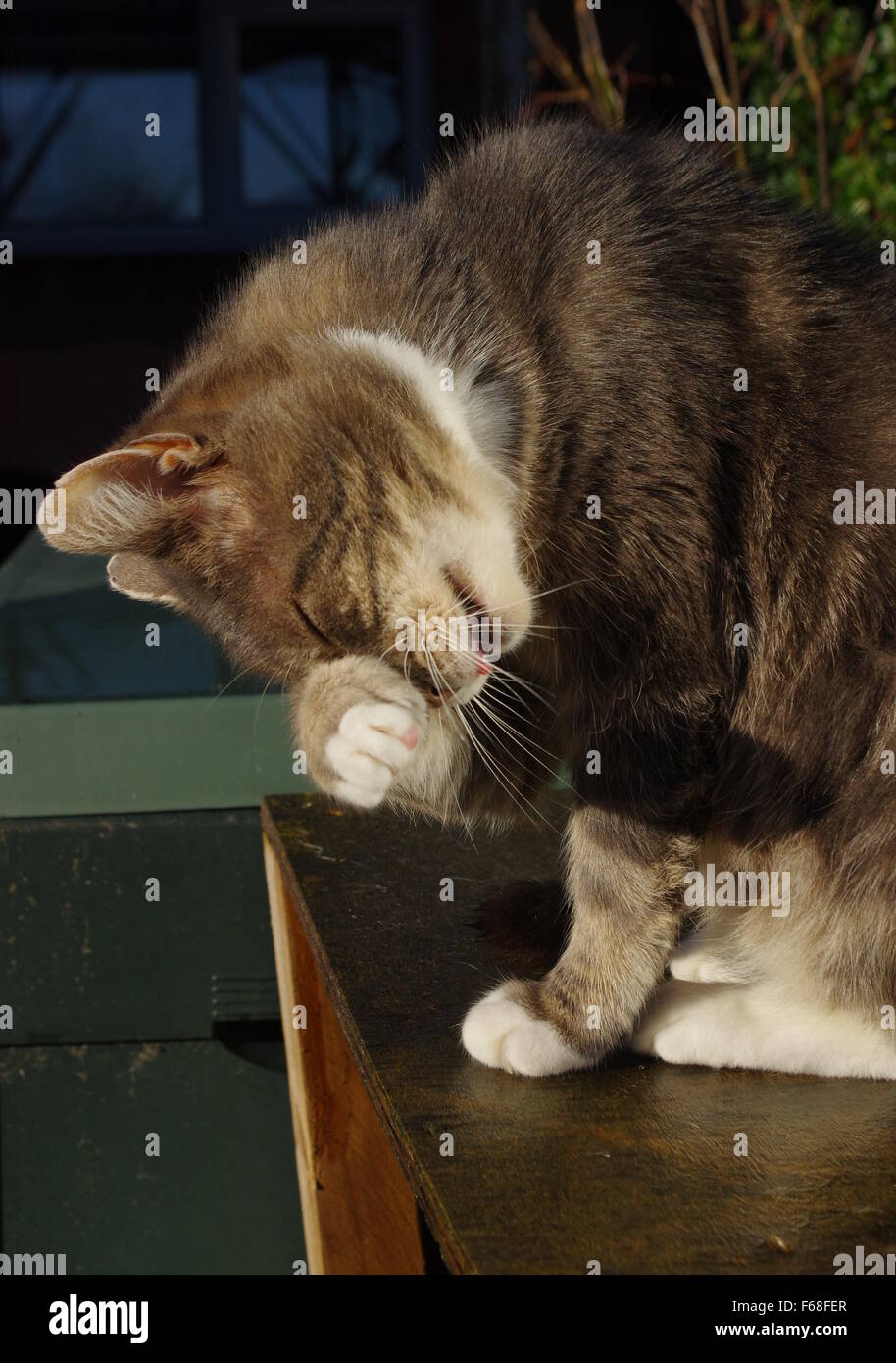 Tabby cat rubbing face Stock Photo - Alamy