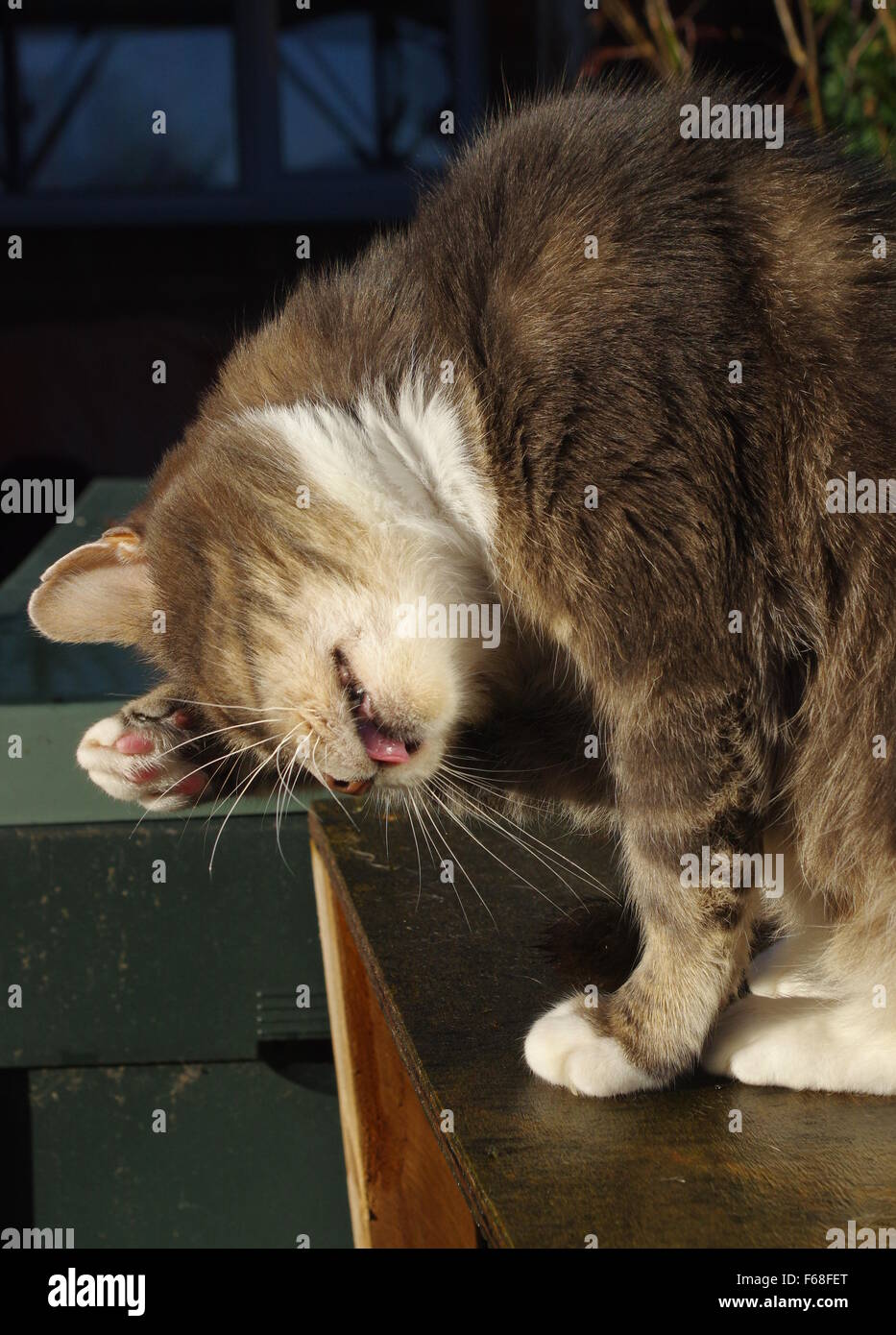 Tabby cat on doorstep rubbing face Stock Photo Alamy