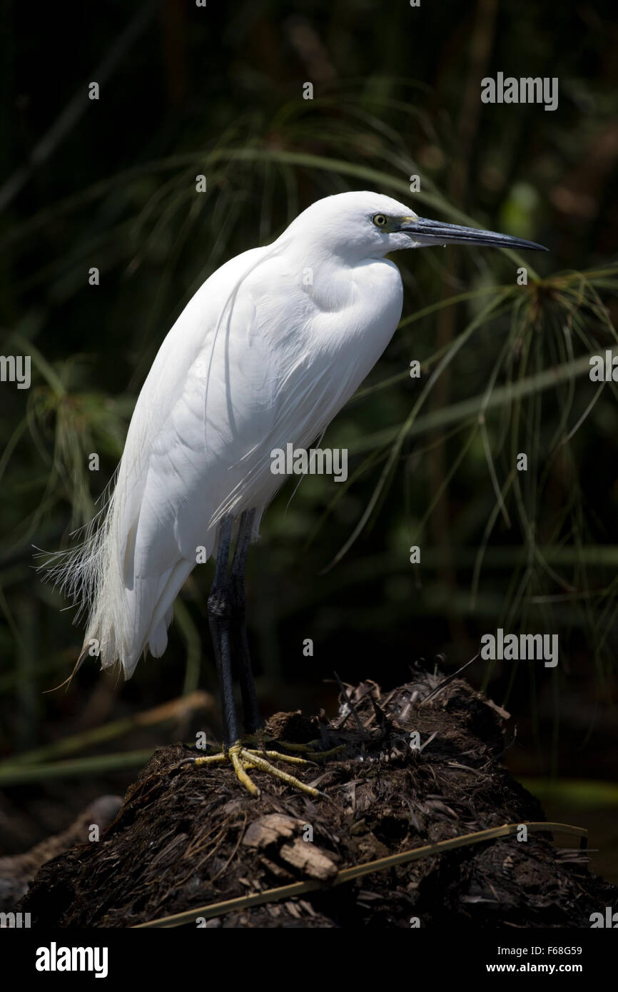 Little egret  Egretta garzetta Elsamere Lake Naivasha Kenya Stock Photo