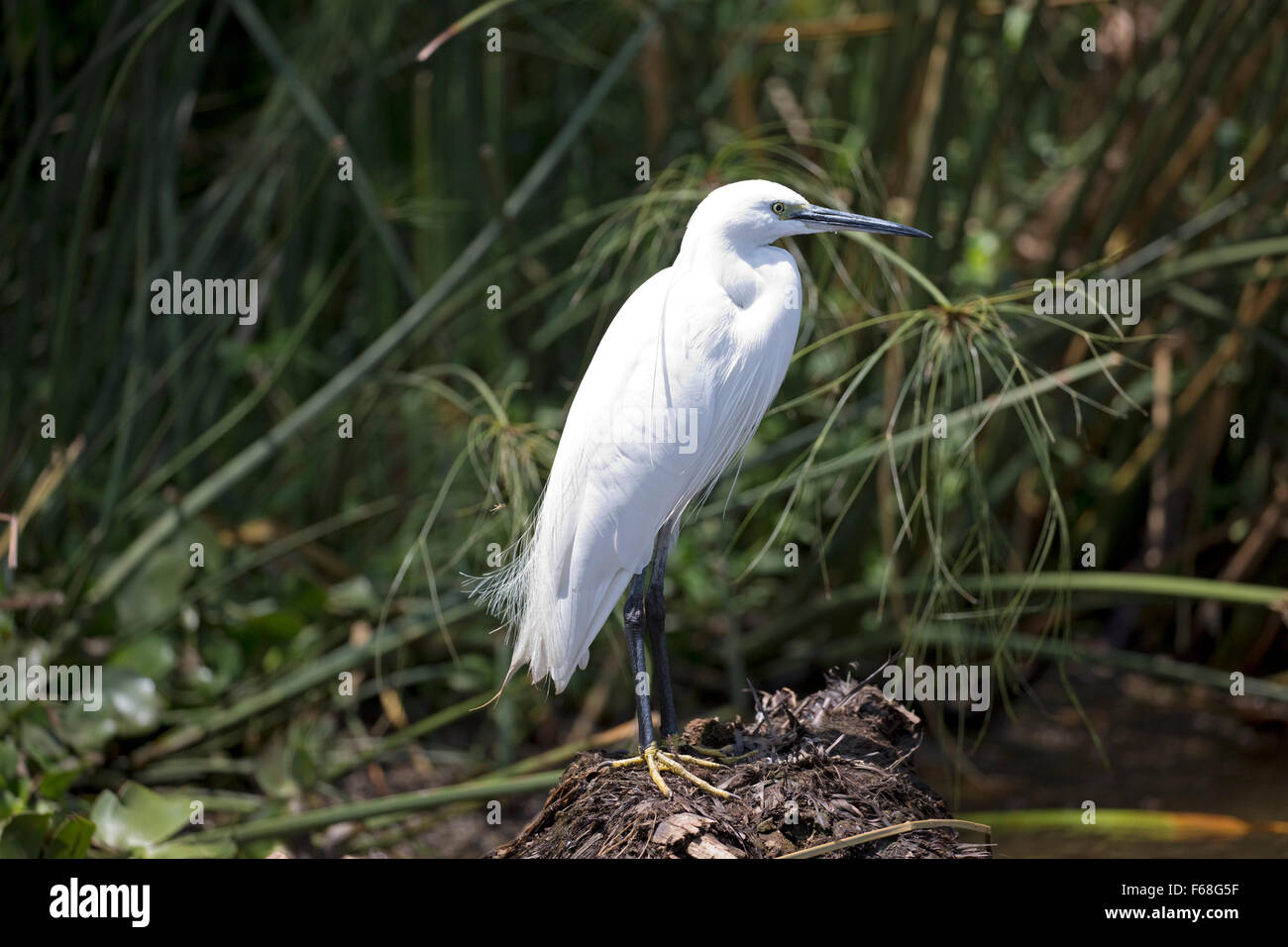 Little egret  Egretta garzetta Elsamere Lake Naivasha Kenya Stock Photo