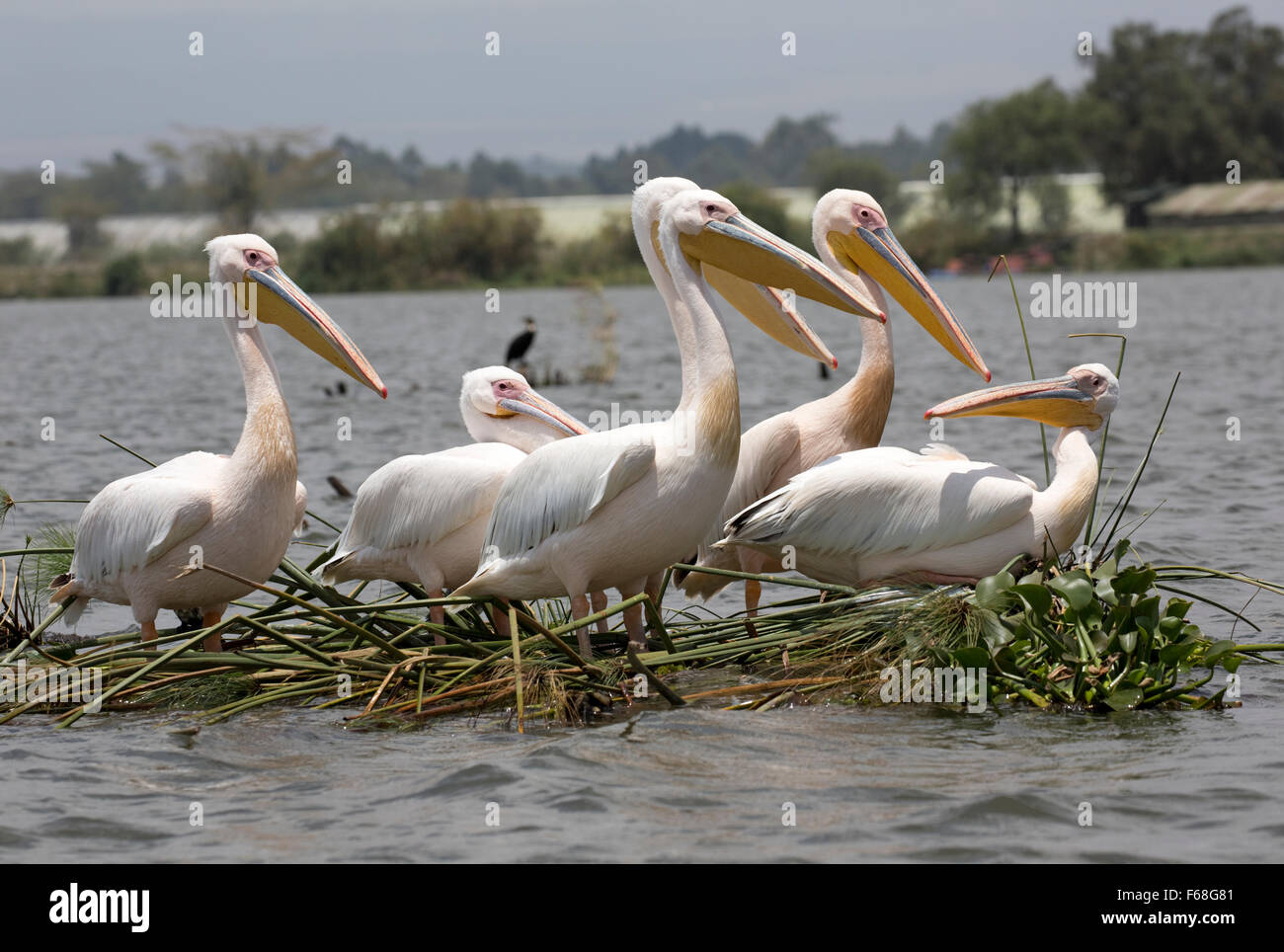 White pelican Pelecanus onocrotalus Lake Naivasha Kenya Stock Photo