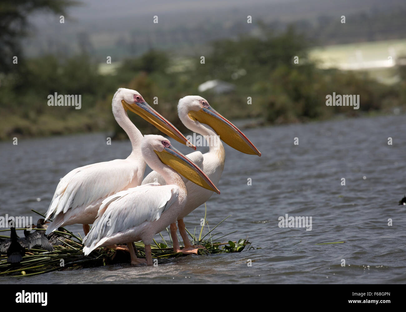 White pelican Pelecanus onocrotalus Lake Naivasha Kenya Stock Photo