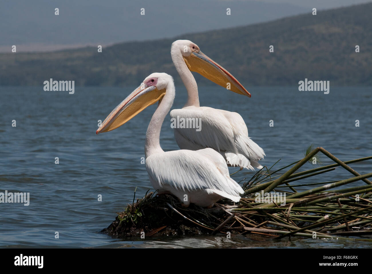 White pelican Pelecanus onocrotalus Lake Naivasha Kenya Stock Photo