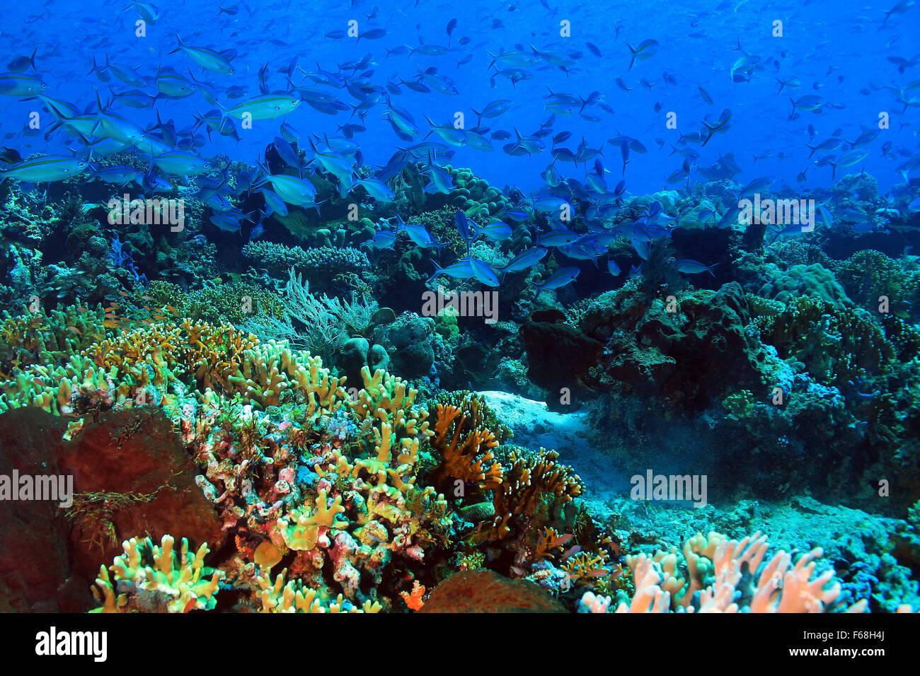 School of Blue and Gold Fusiliers (Caesio Caerulaurea) over a Coral Reef. Komodo, Indonesia Stock Photo
