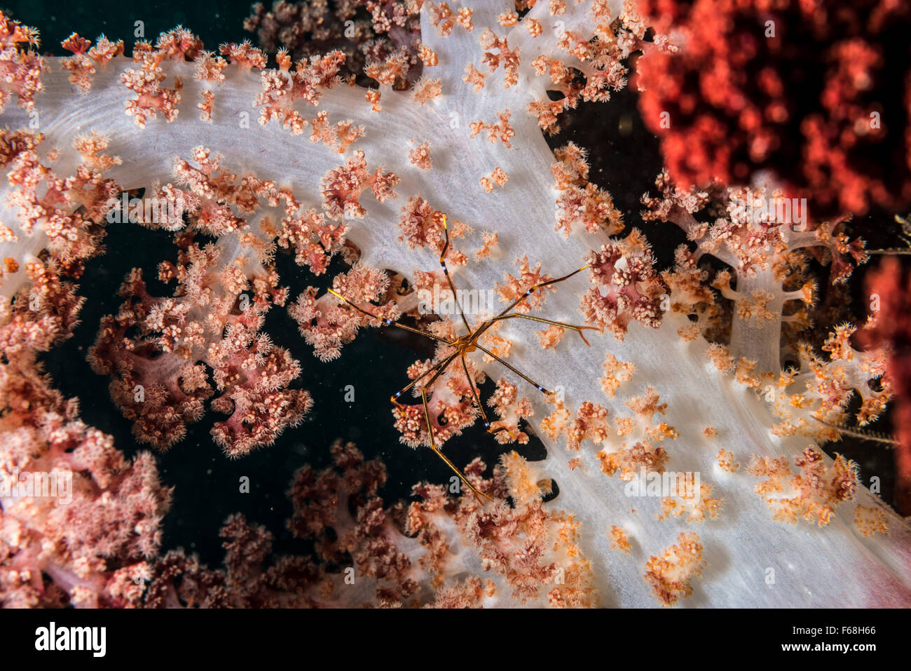 My gorgeous tree house. an Ortmann Squat lobster on a Soft coral. Depth 23m. Owase, Mie, Japan. Stock Photo