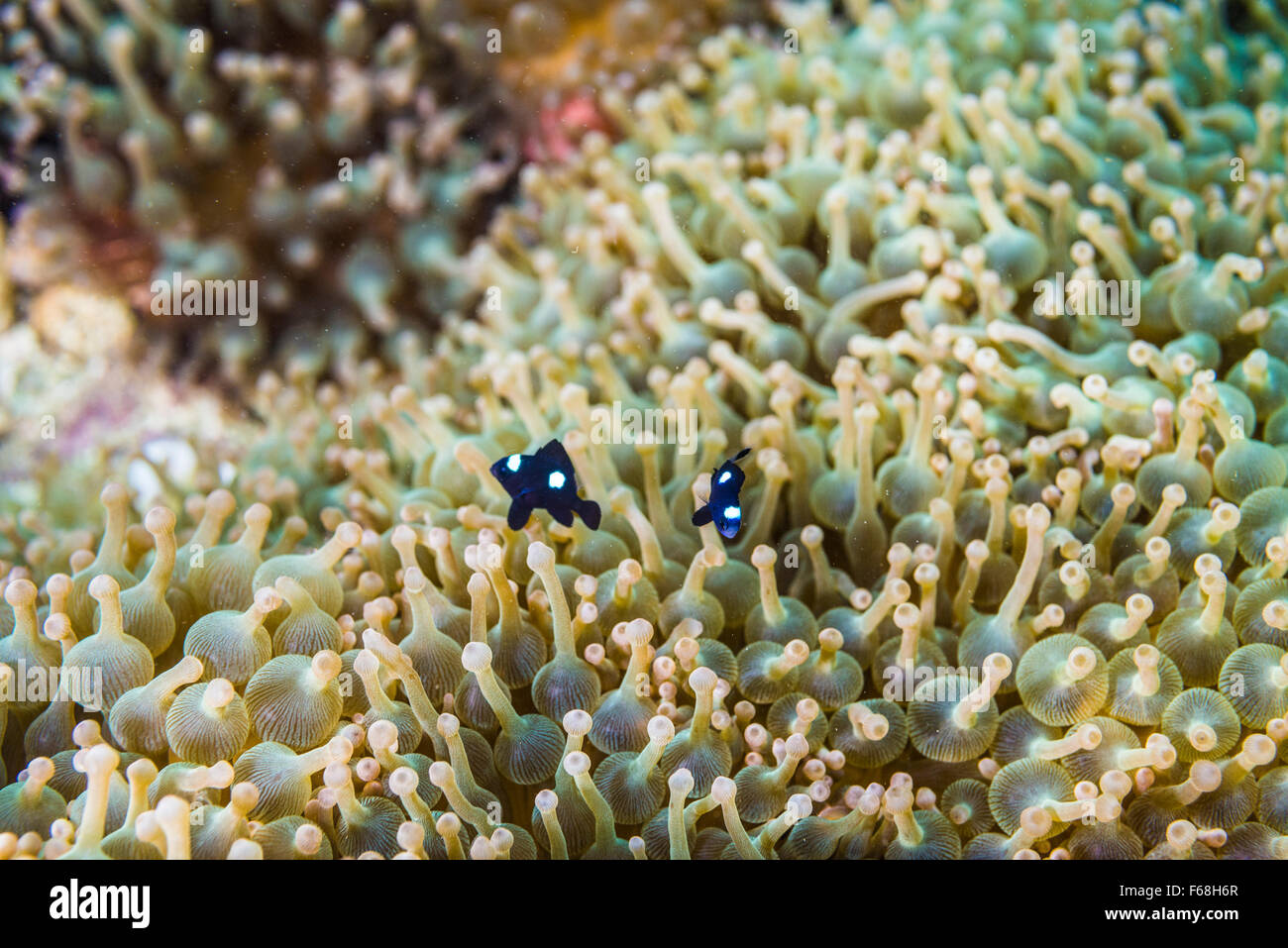 Juvenile Three-Spot Dascyllus with large sea anemone. at Owase, Mie, Japan. Depth 2m. Stock Photo