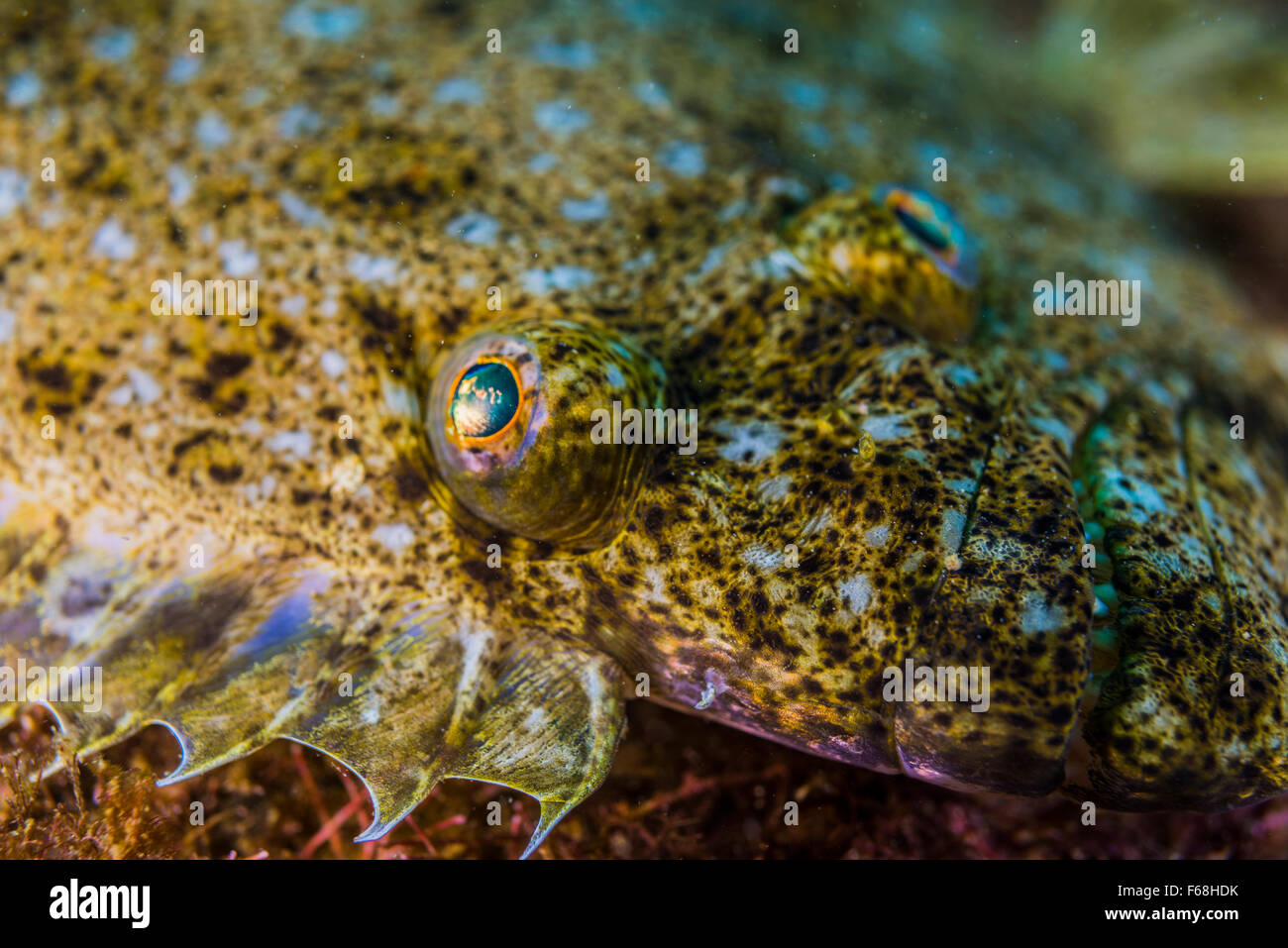 Japanese flounder or Olive flounder. Paralichthys olivaceus (Temminck
