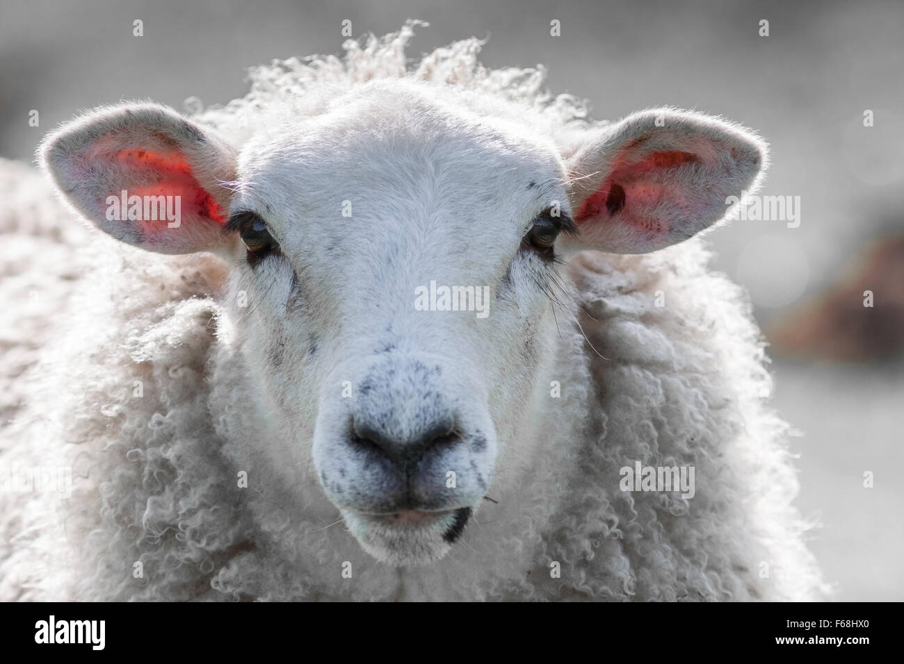 Close up portrait, Cheviot sheep breed. Stock Photo