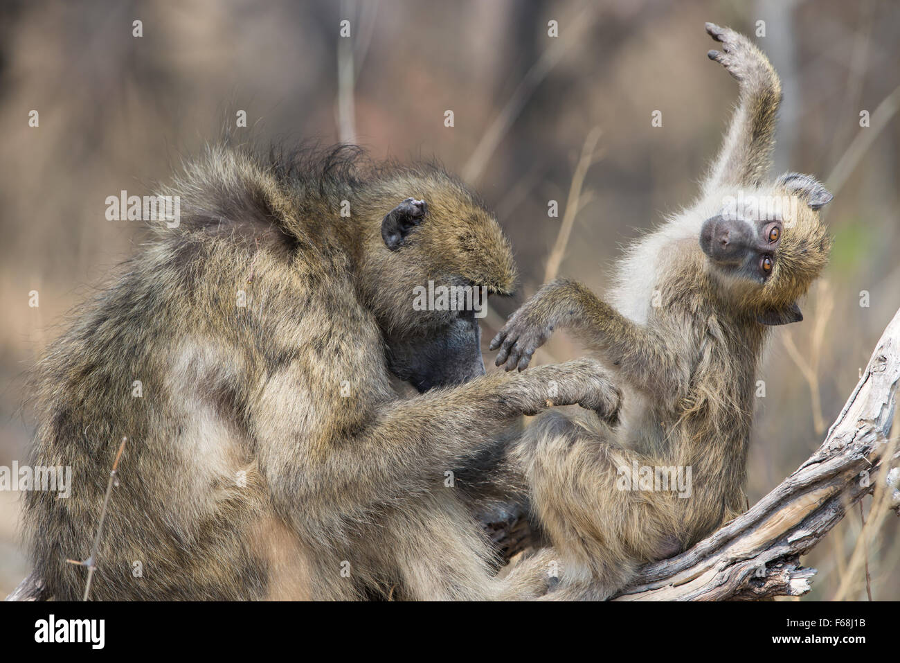 Mother baboon grooming her baby in Moremi National park, Botswana. Stock Photo