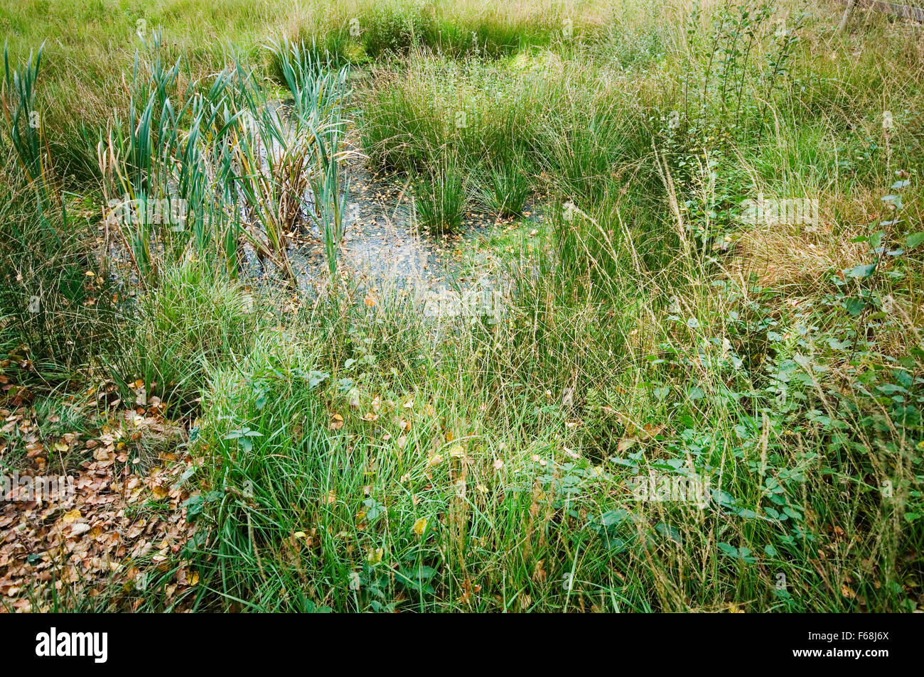Views of a green Marsh in East Frisia / Germany Stock Photo