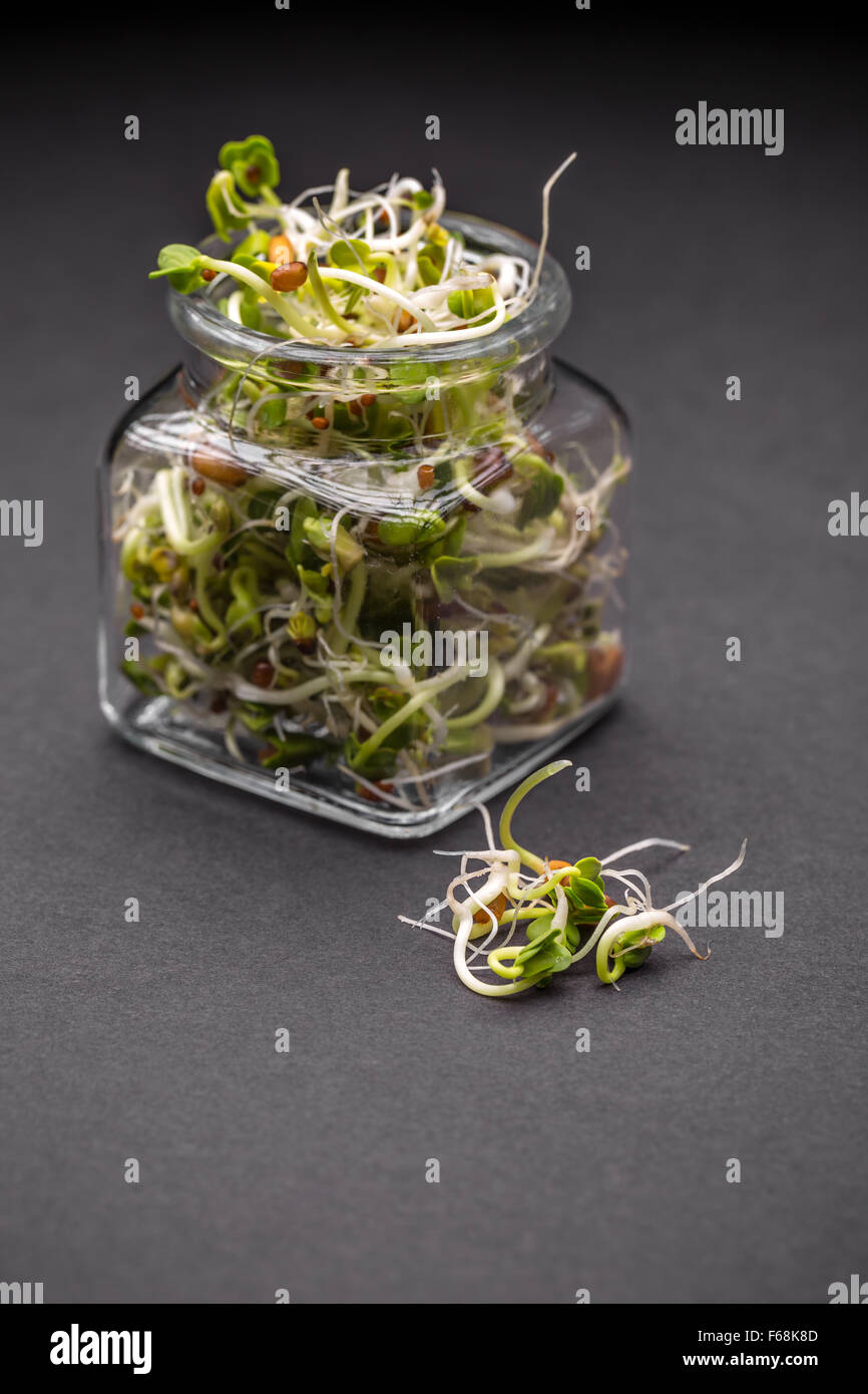 Fresh sprouted seeds in jar on black background Stock Photo