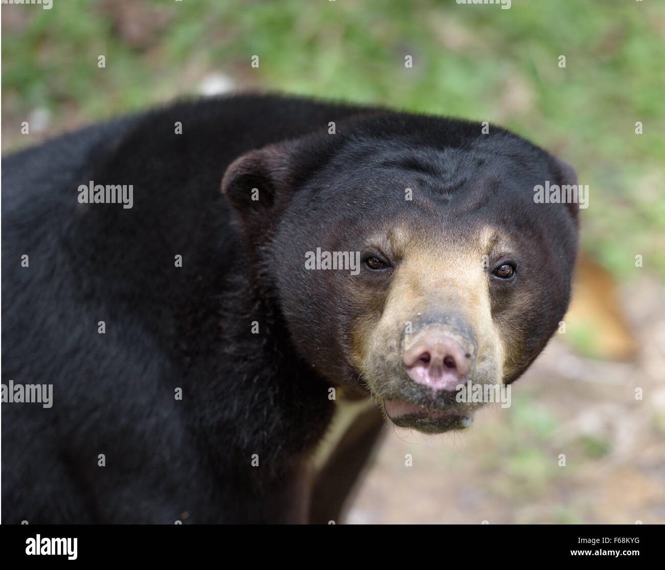 Closeup portrait of Malayan sun bear Stock Photo