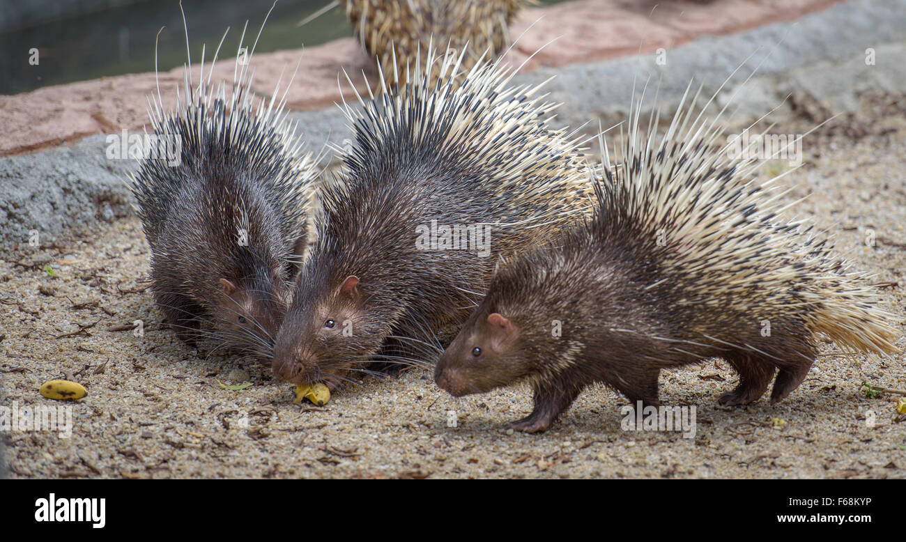 Three porcupines eating one banana Stock Photo
