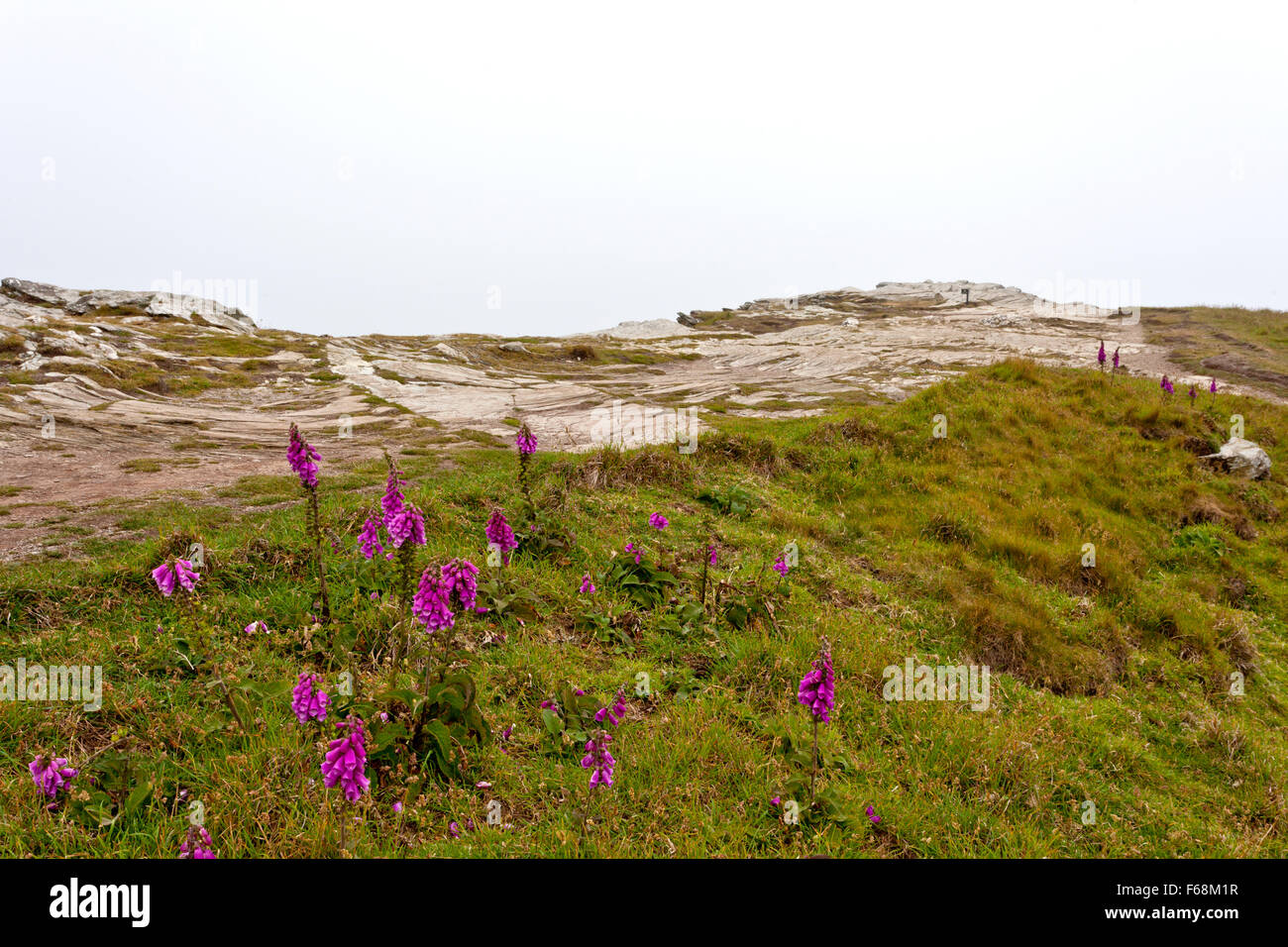 The Old Devonian slate strata and wild foxgloves at the summit of Tintagel Castle ruins (English Heritage) Cornwall, England, UK Stock Photo