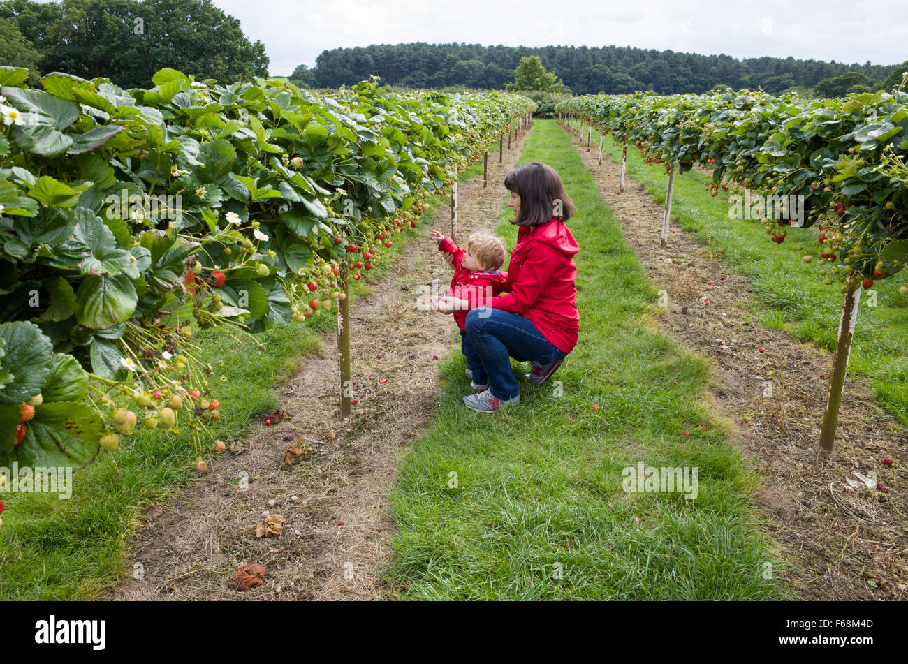 Mother and child picking strawberries at Parkside Pick Your Own Farm, Enfield, England, UK Stock Photo