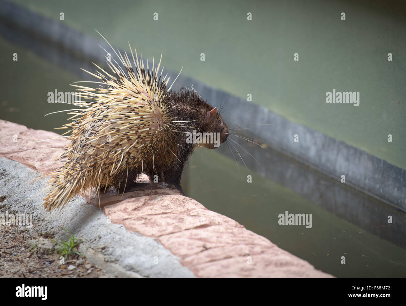 Porcupine looking into the pool in a zoo Stock Photo