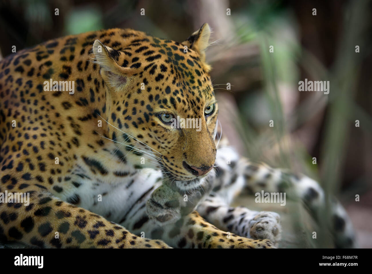 Female jaguar resting, closeup portrait Stock Photo