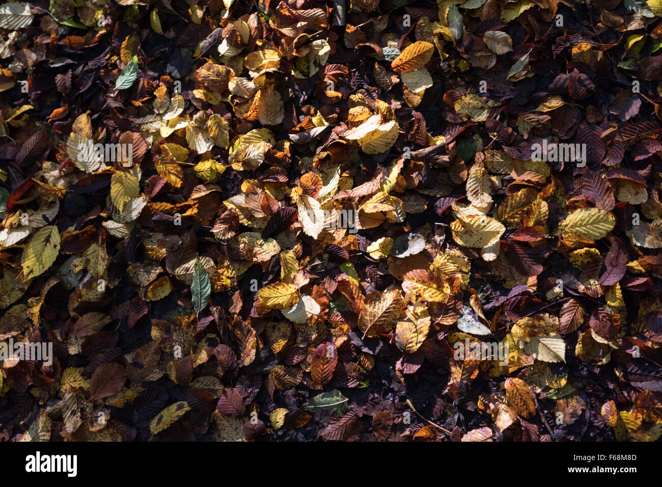 fallen beach leaves autumn Monmouthshire Stock Photo