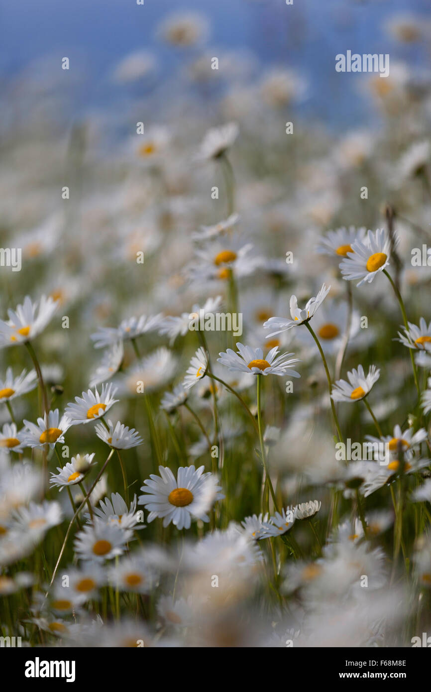 Leucanthemum vulgare ox-eye daisy common roadside wild flower, Monmouthshire, UK Stock Photo