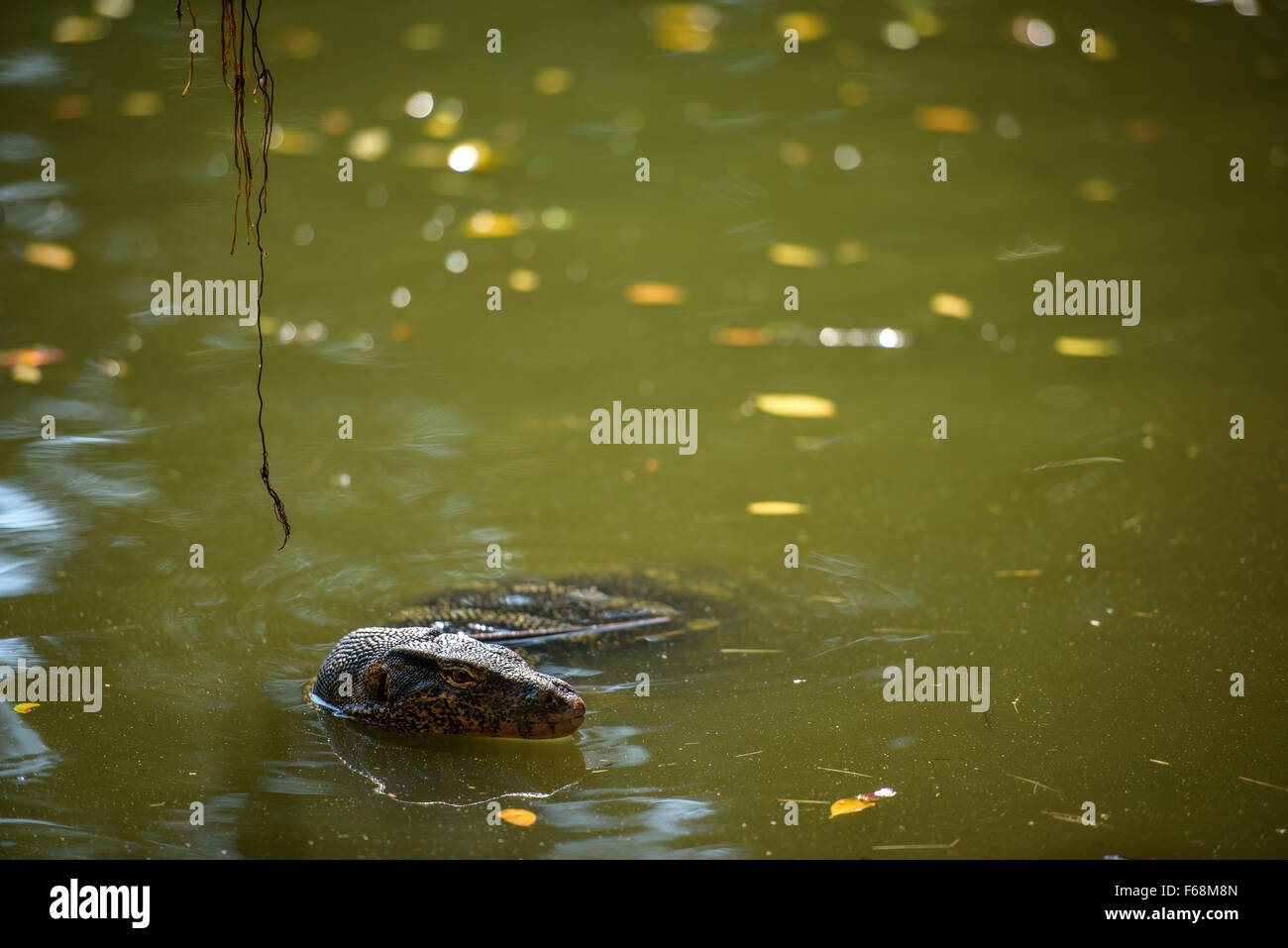 Asian water monitor swims in water, with copy space Stock Photo