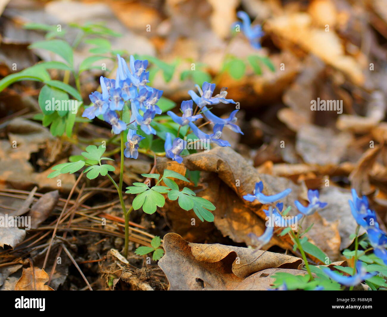 Spring flowers. Corydalis ambigua Stock Photo