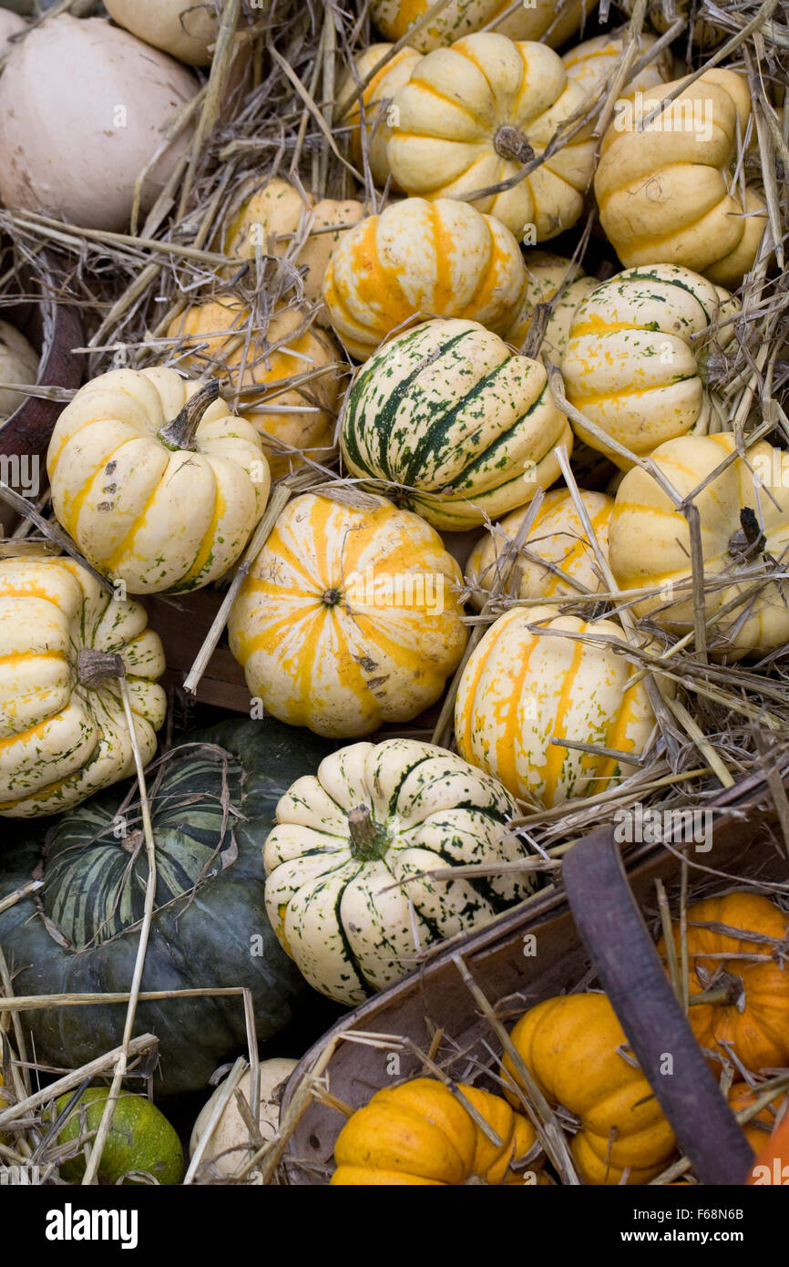 Cucurbita maxima. Squash and Pumpkin harvest display. Stock Photo