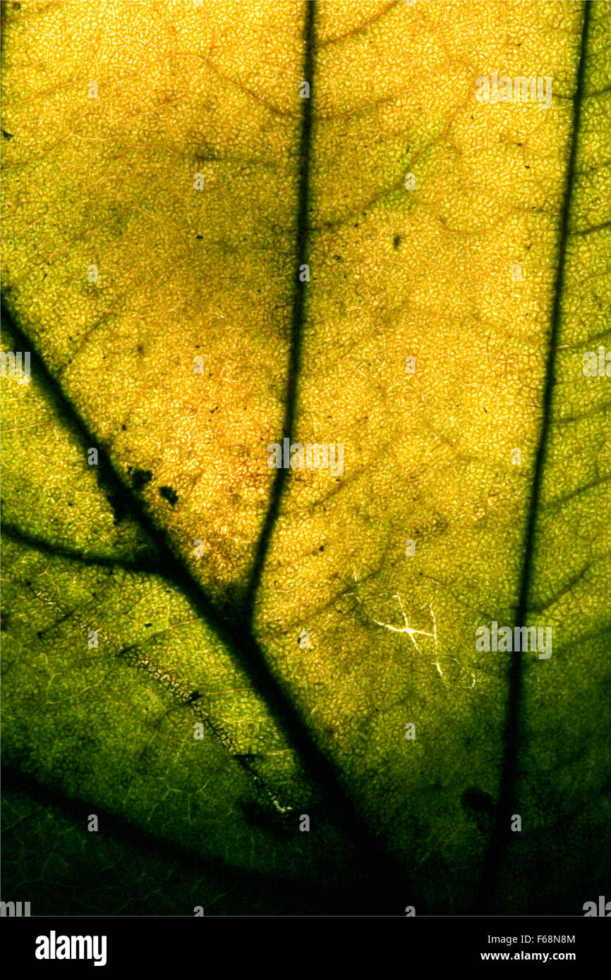 abstract macro close up of a green leaf and his veins in the light ...