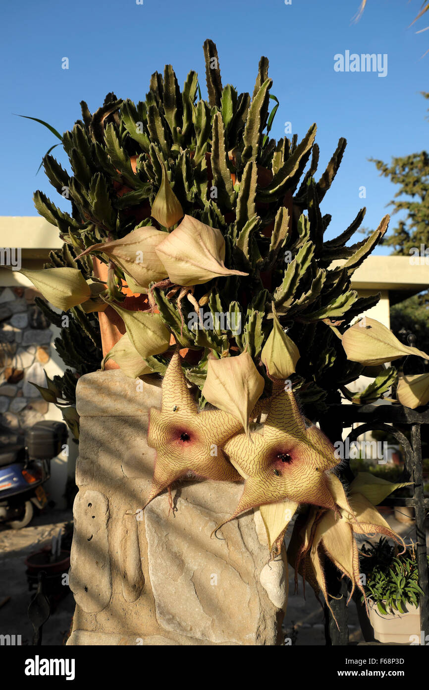 Stapelia cactus flowers plant in a pot on a garden wall in Bellapais North Cyprus in autumn   KATHY DEWITT Stock Photo