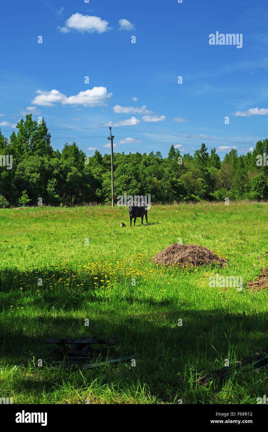 Cow on a pasture near the rural house Stock Photo - Alamy