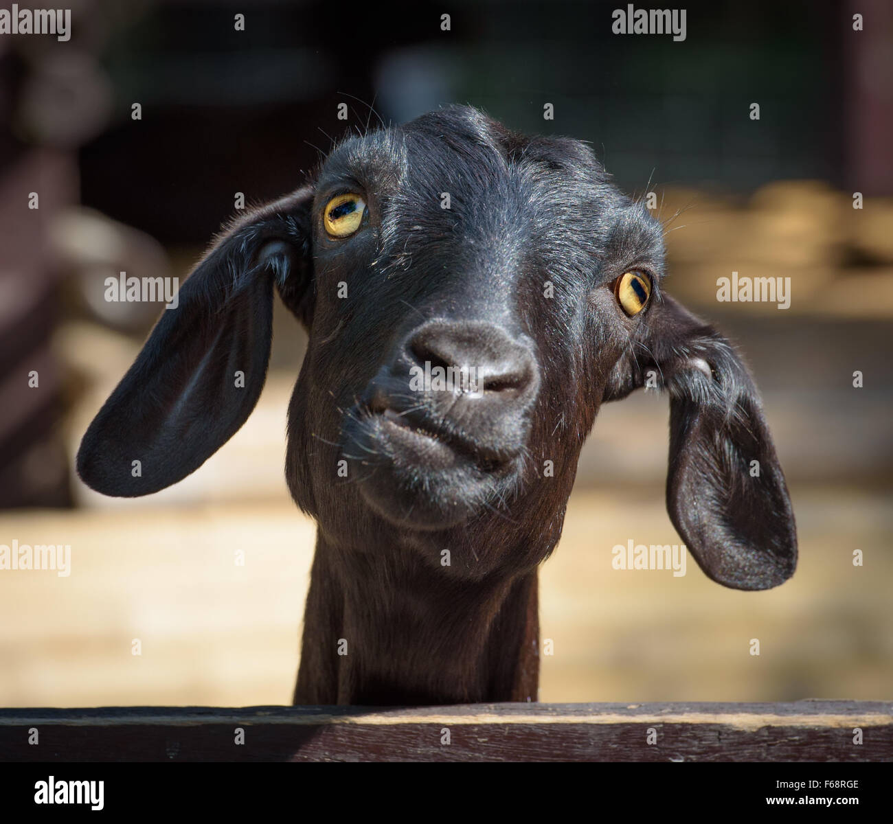 Silly looking black goat, closeup portrait Stock Photo