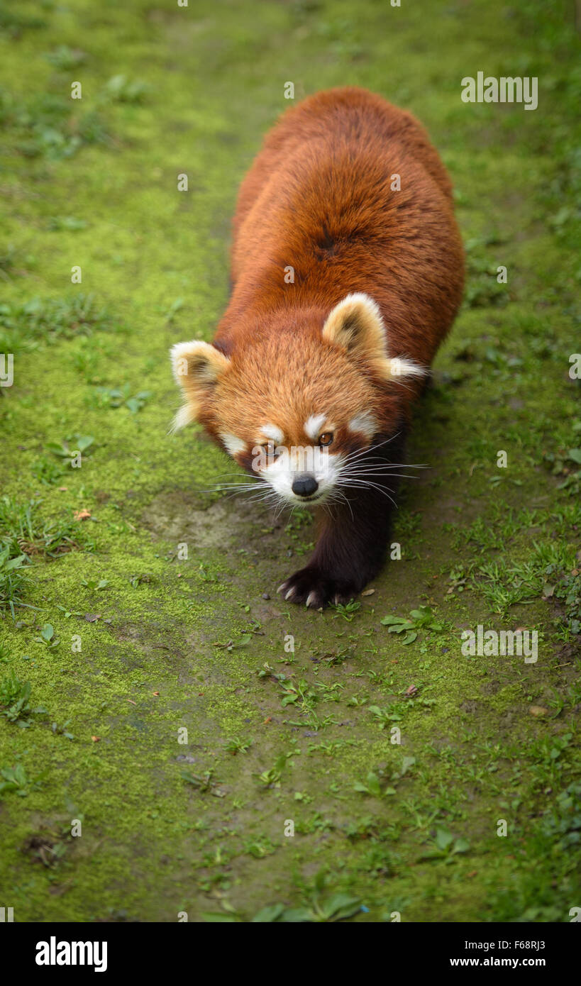 Red panda walking Stock Photo