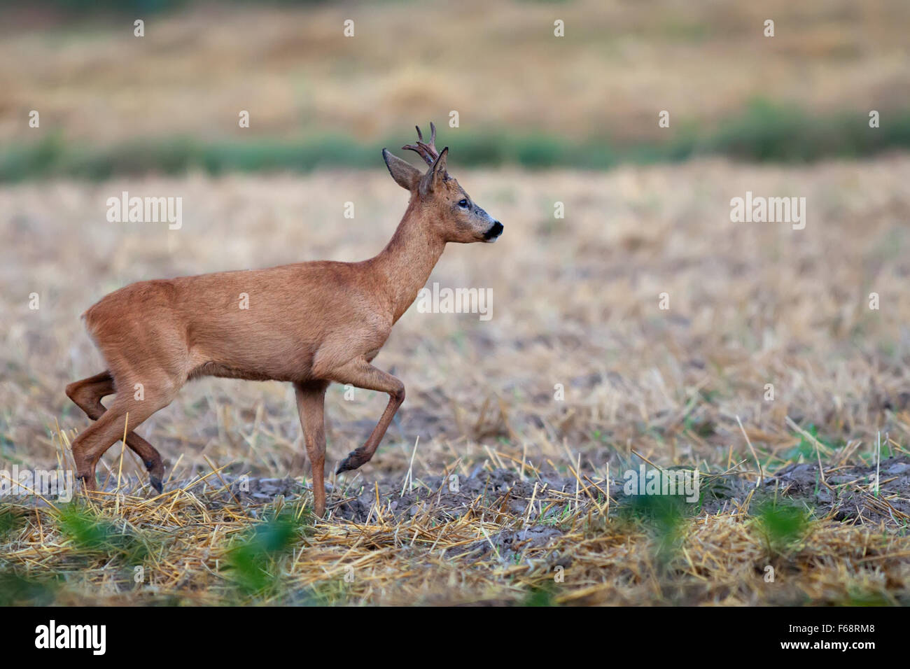Buck deer on the run in the wild Stock Photo
