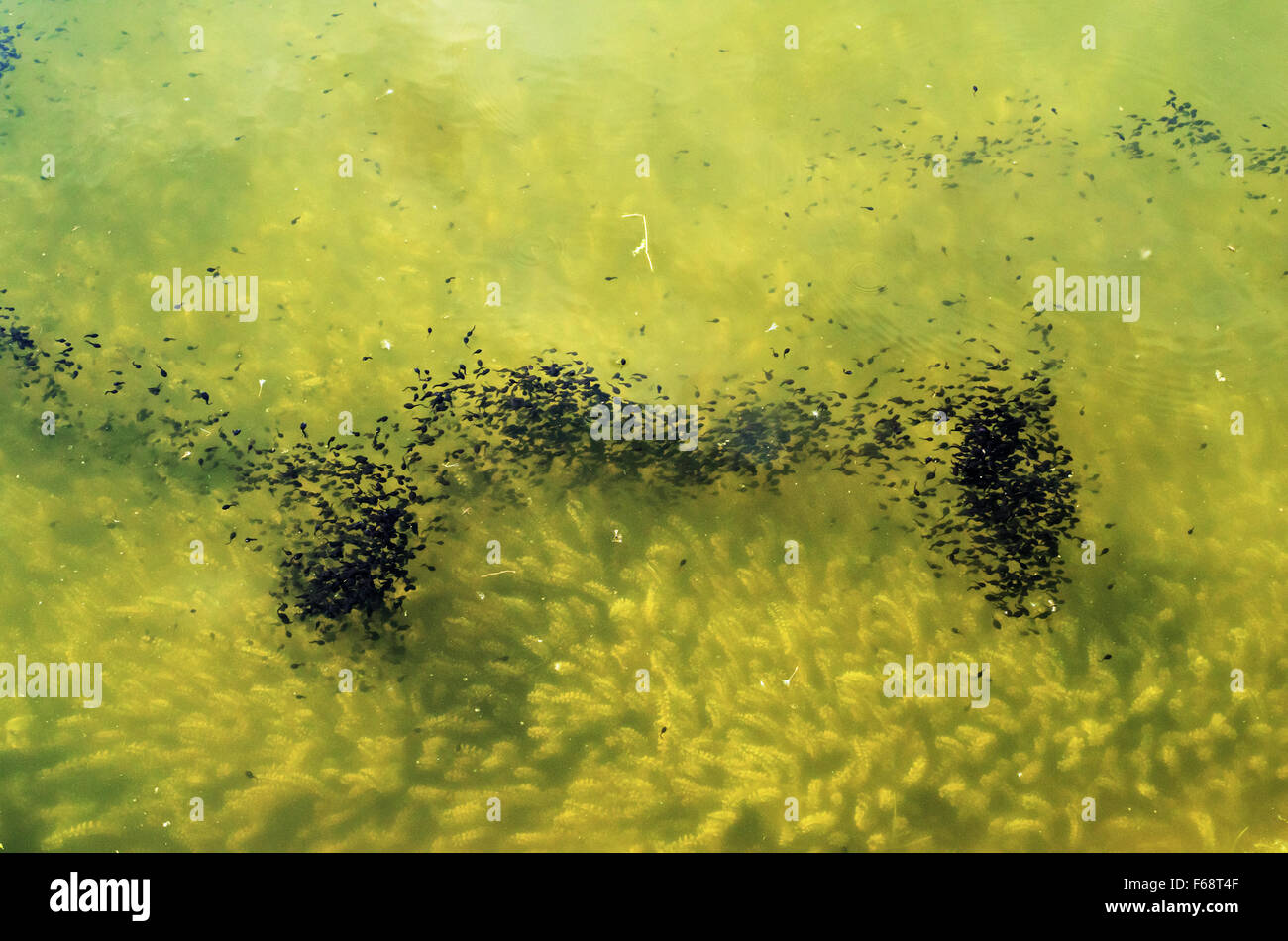 Spring.Shoal of tadpoles in a pond. Stock Photo