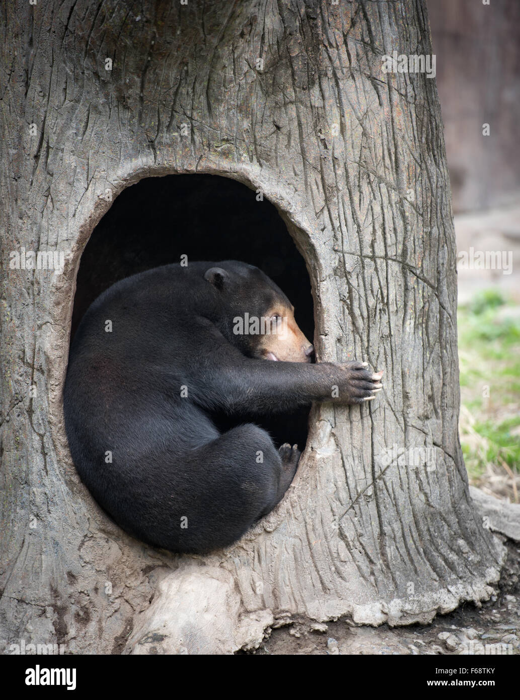 Snuggle bear hi-res stock photography and images - Alamy