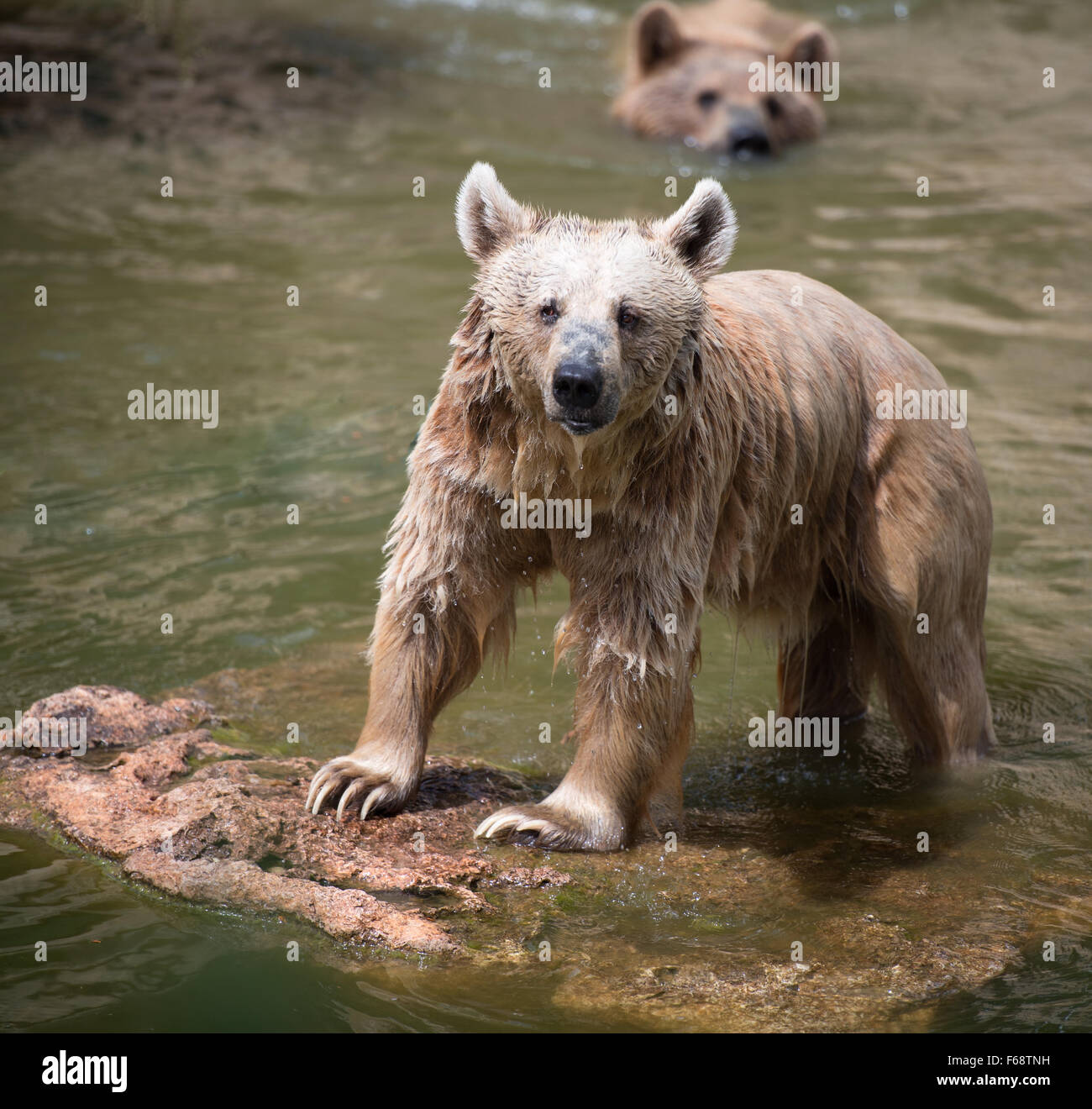 Syrian brown bear standing on rock the middle of the river Stock Photo ...